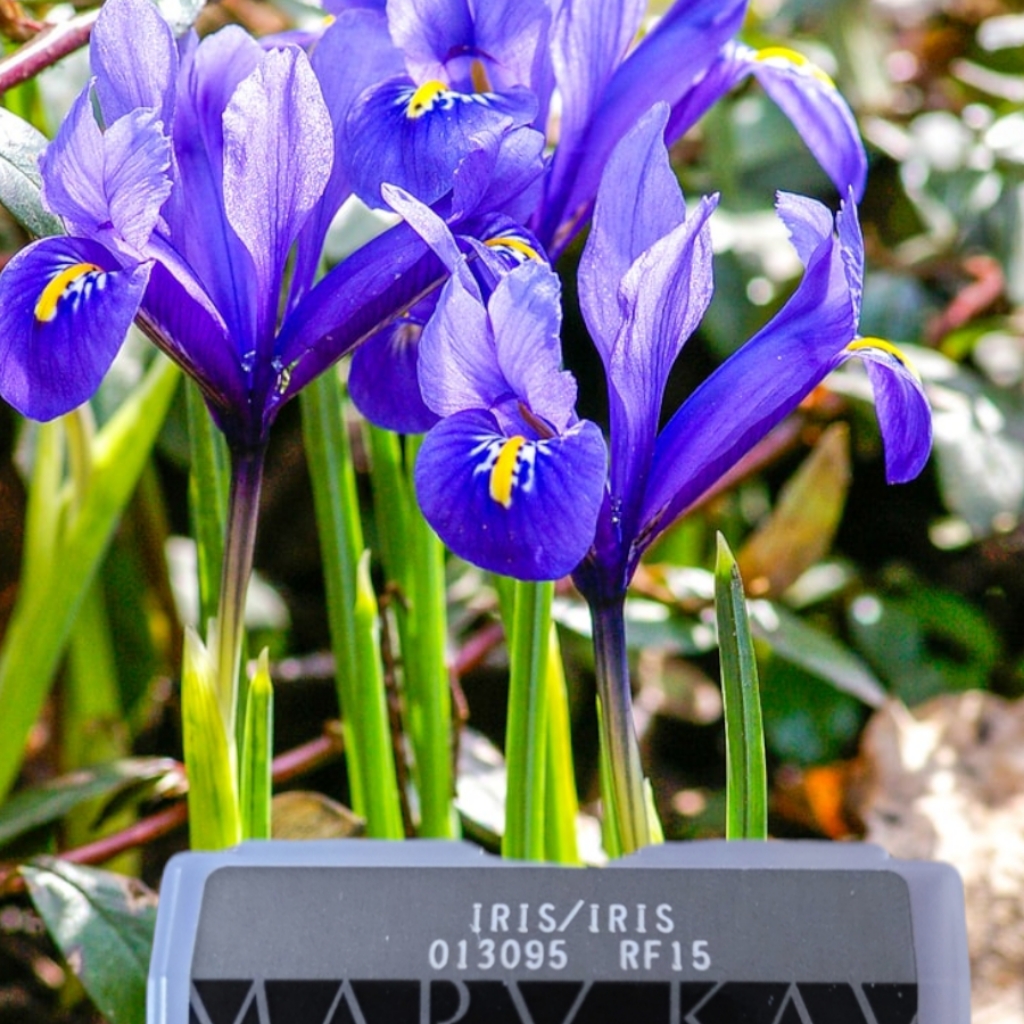 Mary Kay Iris Eye Color
